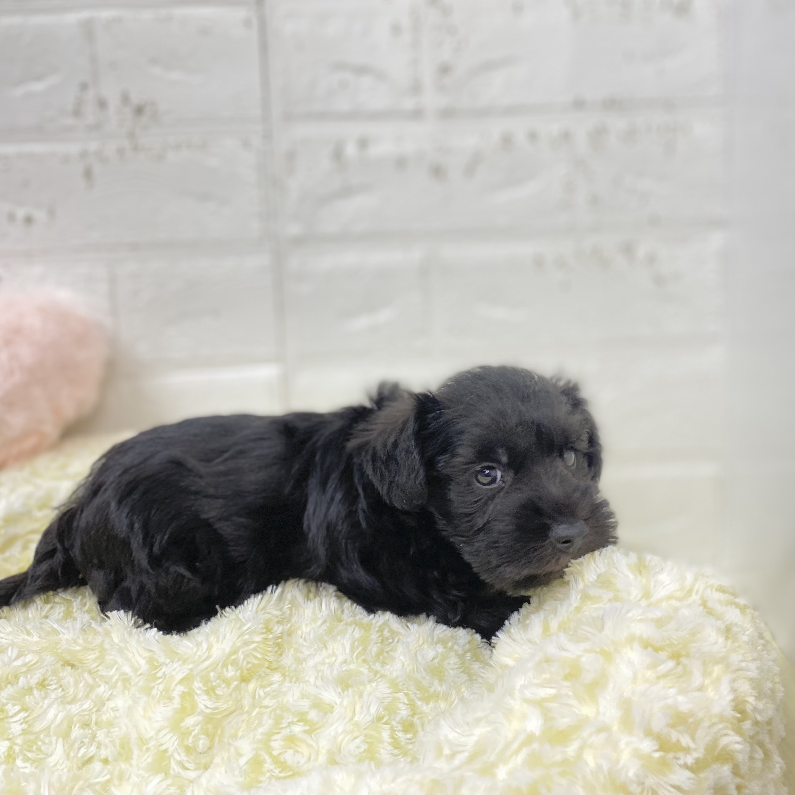 長野県のミニチュアシュナウザー (犬の家＆猫の里長野店/2025年9月23日生まれ/男の子/ブラックホワイト)の子犬の3枚目の画像