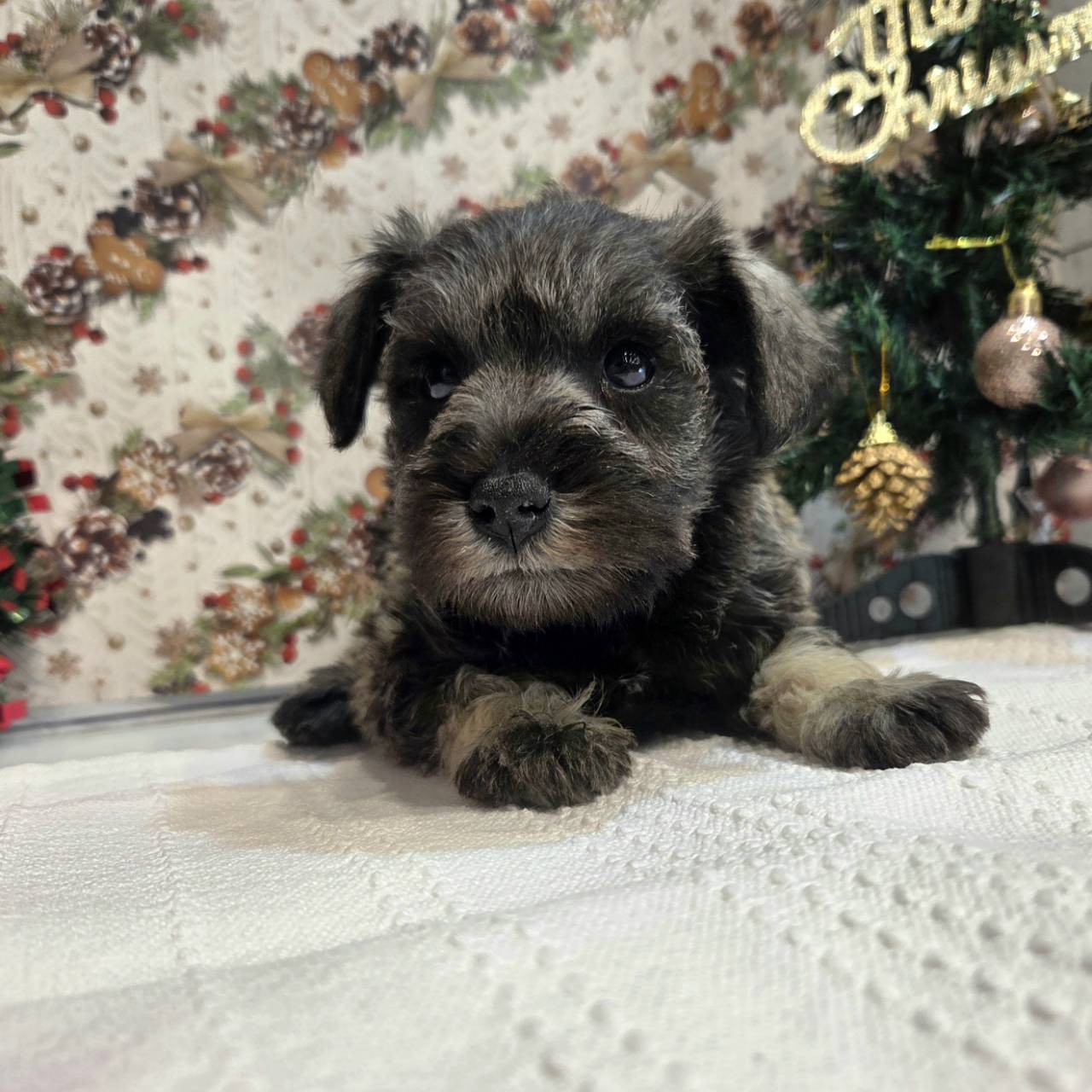 長野県のミニチュアシュナウザー (犬の家＆猫の里カインズ梓川店/2025年9月23日生まれ/男の子/ソルトペッパー)の子犬の3枚目の画像