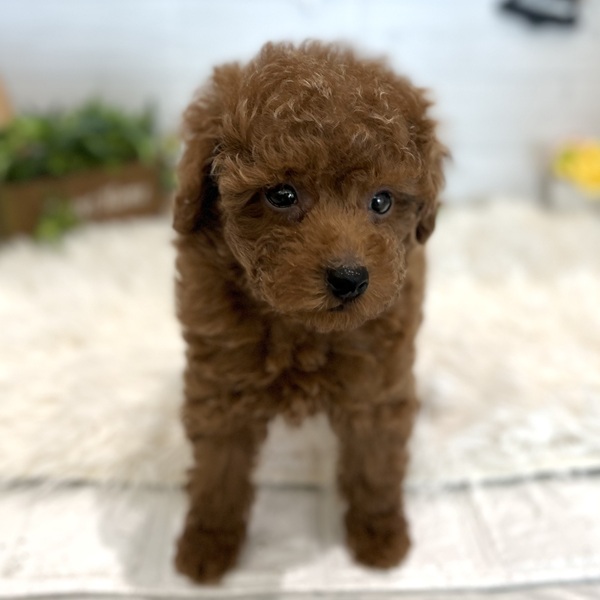 愛知県のトイプードル(トイ) (犬の家＆猫の里豊田店/2025年9月22日生まれ/男の子/レッド)の子犬の3枚目の画像