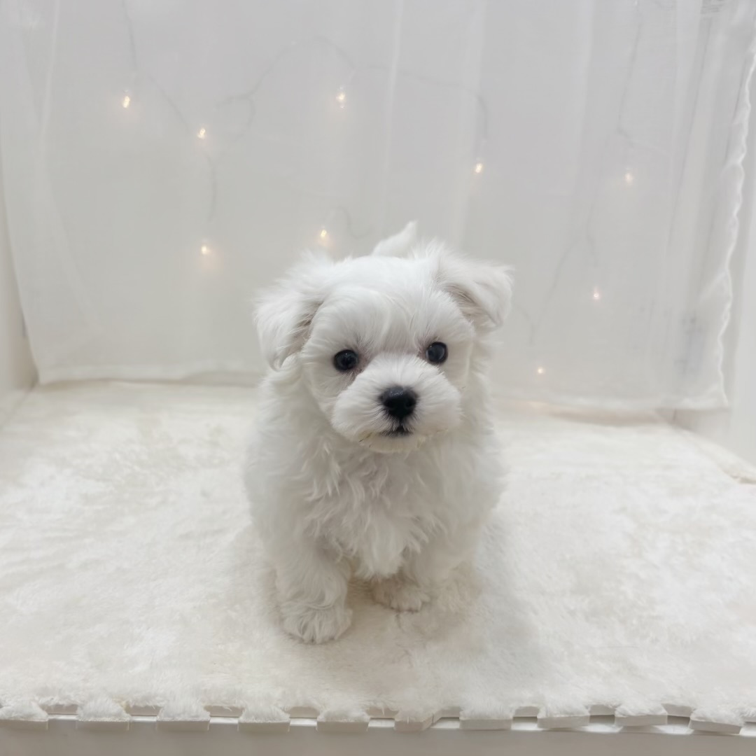 千葉県のマルチーズ (犬の家＆猫の里BIGHOPガーデンモール印西店/2025年9月23日生まれ/男の子/ホワイト)の子犬の3枚目の画像