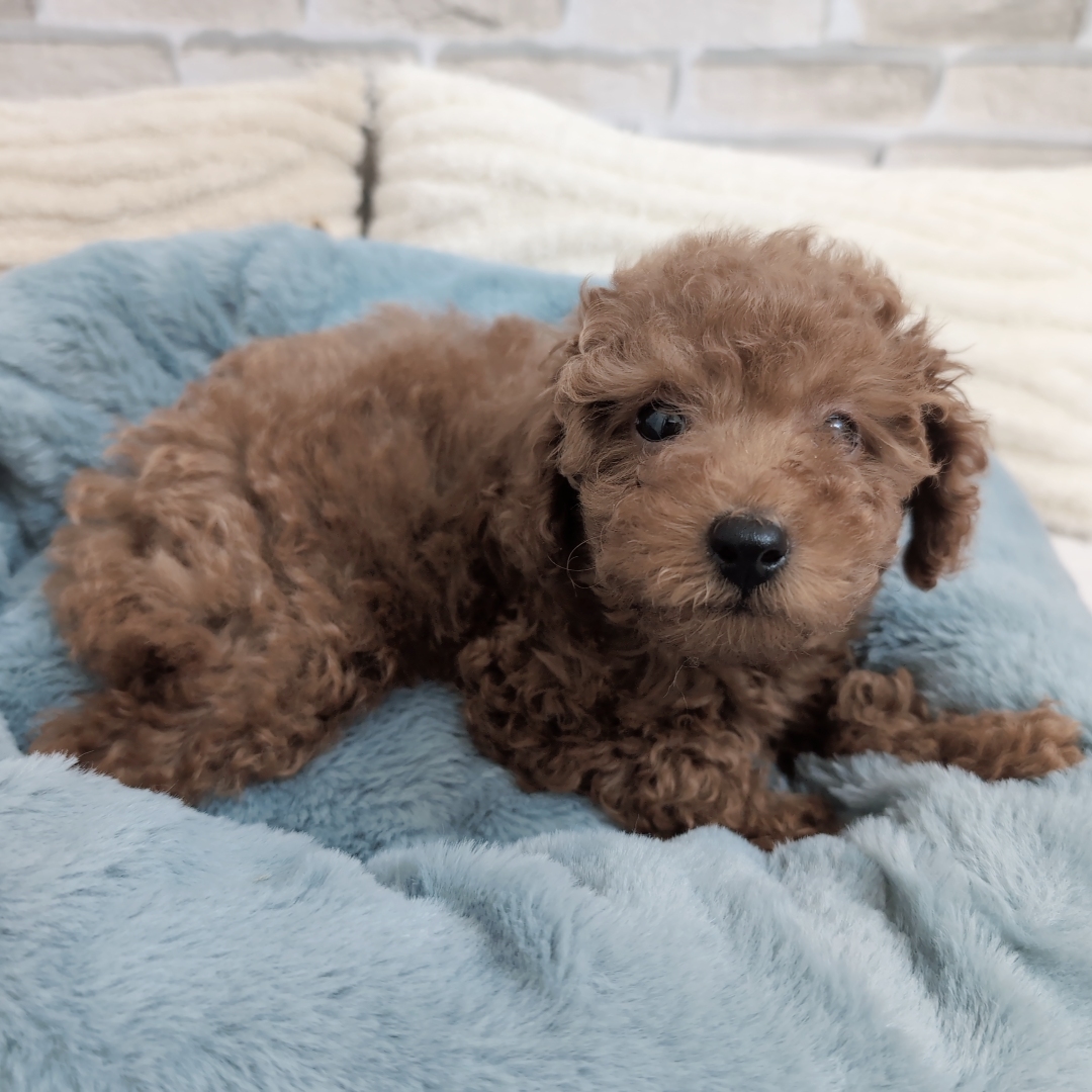神奈川県のトイプードル(トイ) (犬の家＆猫の里モザイクモール港北店/2025年9月22日生まれ/男の子/レッド)の子犬の3枚目の画像