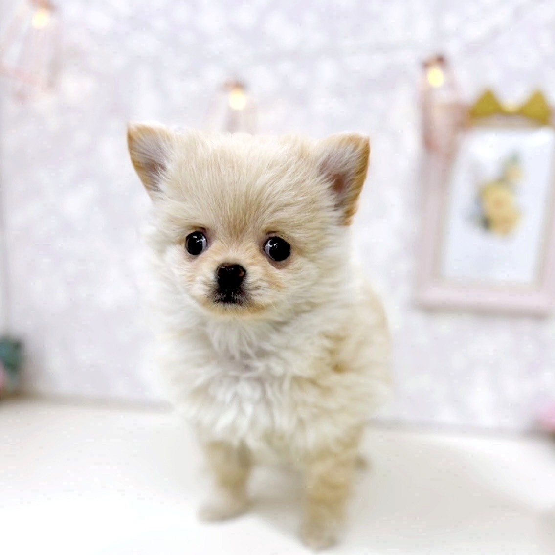 富山県のポメチワ/チワポメ/ポメチー(ポメラニアン×チワワ) (犬の家＆猫の里アミーゴ高岡蓮花寺店/2025年9月20日生まれ/女の子/クリーム)の子犬の3枚目の画像