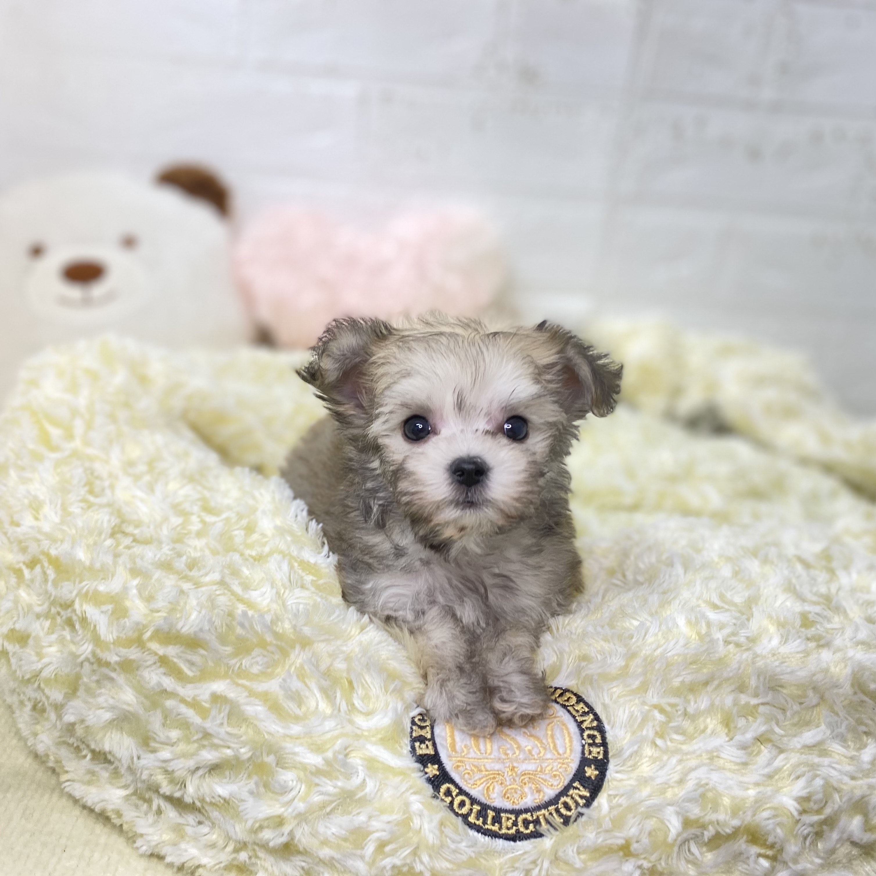 長野県のチワマル/マルチワ(チワワ×マルチーズ) (犬の家＆猫の里長野店/2025年9月22日生まれ/男の子/フォーンホワイト)の子犬の3枚目の画像