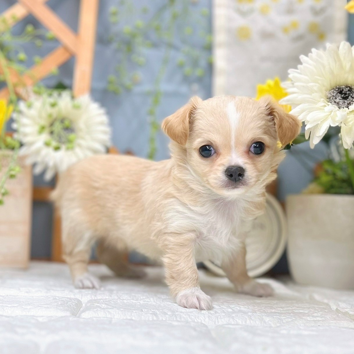 千葉県のチワワ(ロング) (犬の家＆猫の里ワンズモール稲毛店/2025年9月21日生まれ/女の子/クリームホワイト)の子犬の3枚目の画像