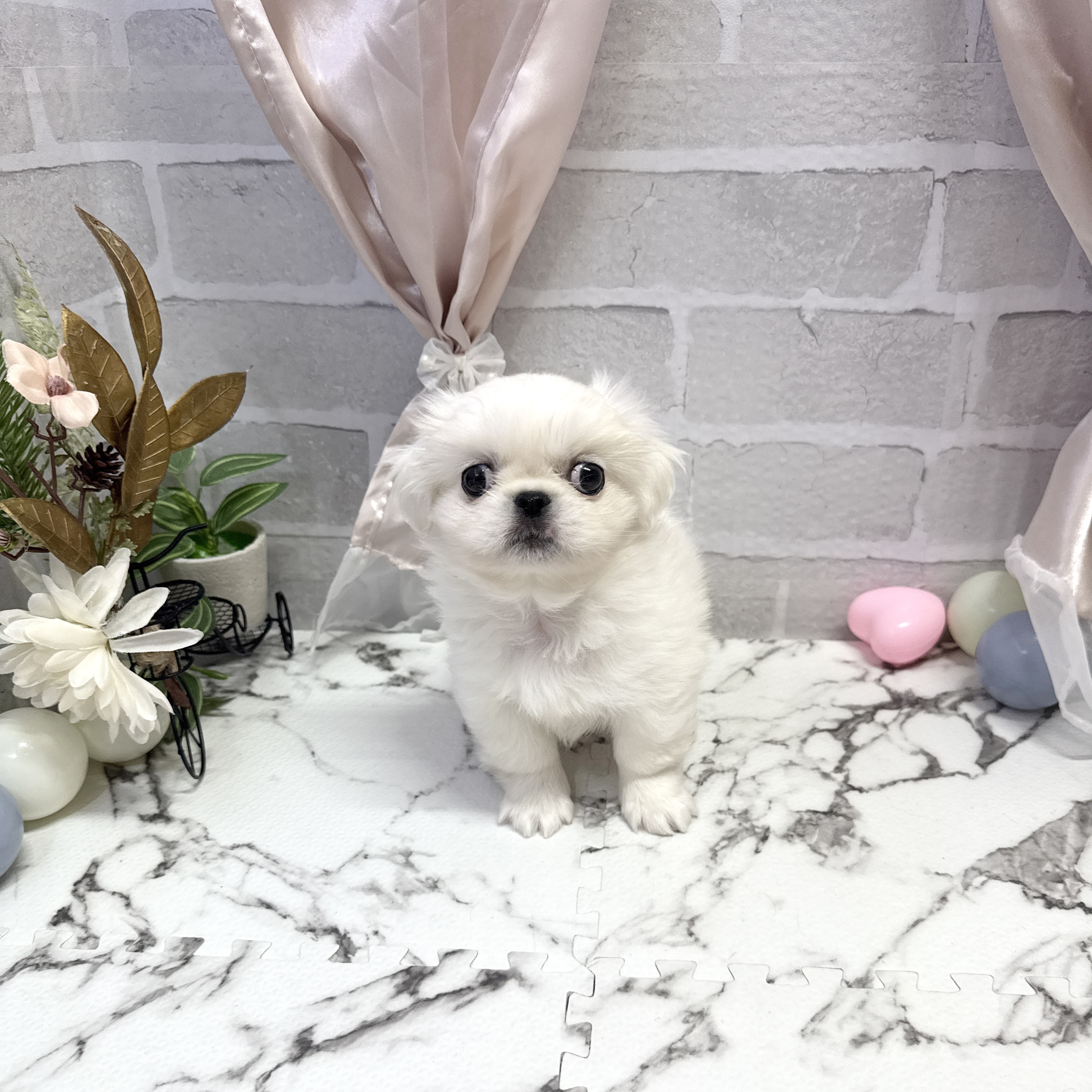 愛知県のペキニーズ (犬の家＆猫の里岡崎店/2025年9月22日生まれ/男の子/ホワイト)の子犬の1枚目の画像