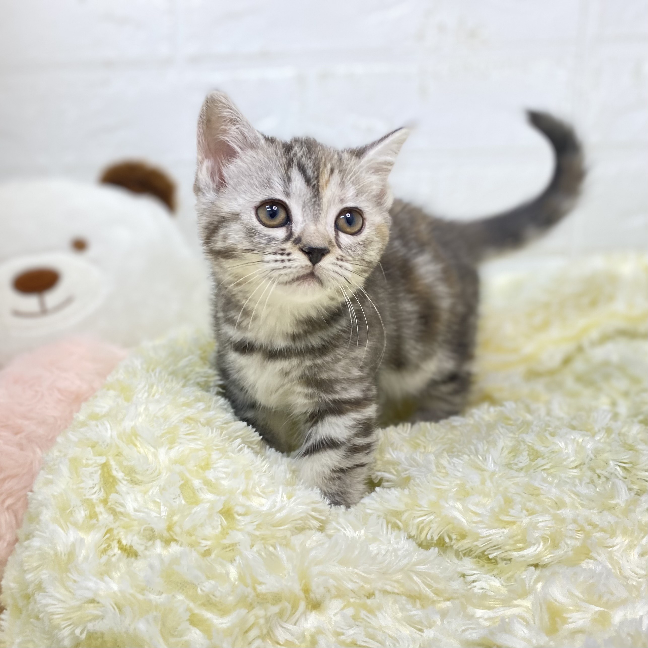 長野県のマンチカン (犬の家＆猫の里長野店/2025年9月23日生まれ/女の子/シルバーパッチドタビー)の子猫の3枚目の画像