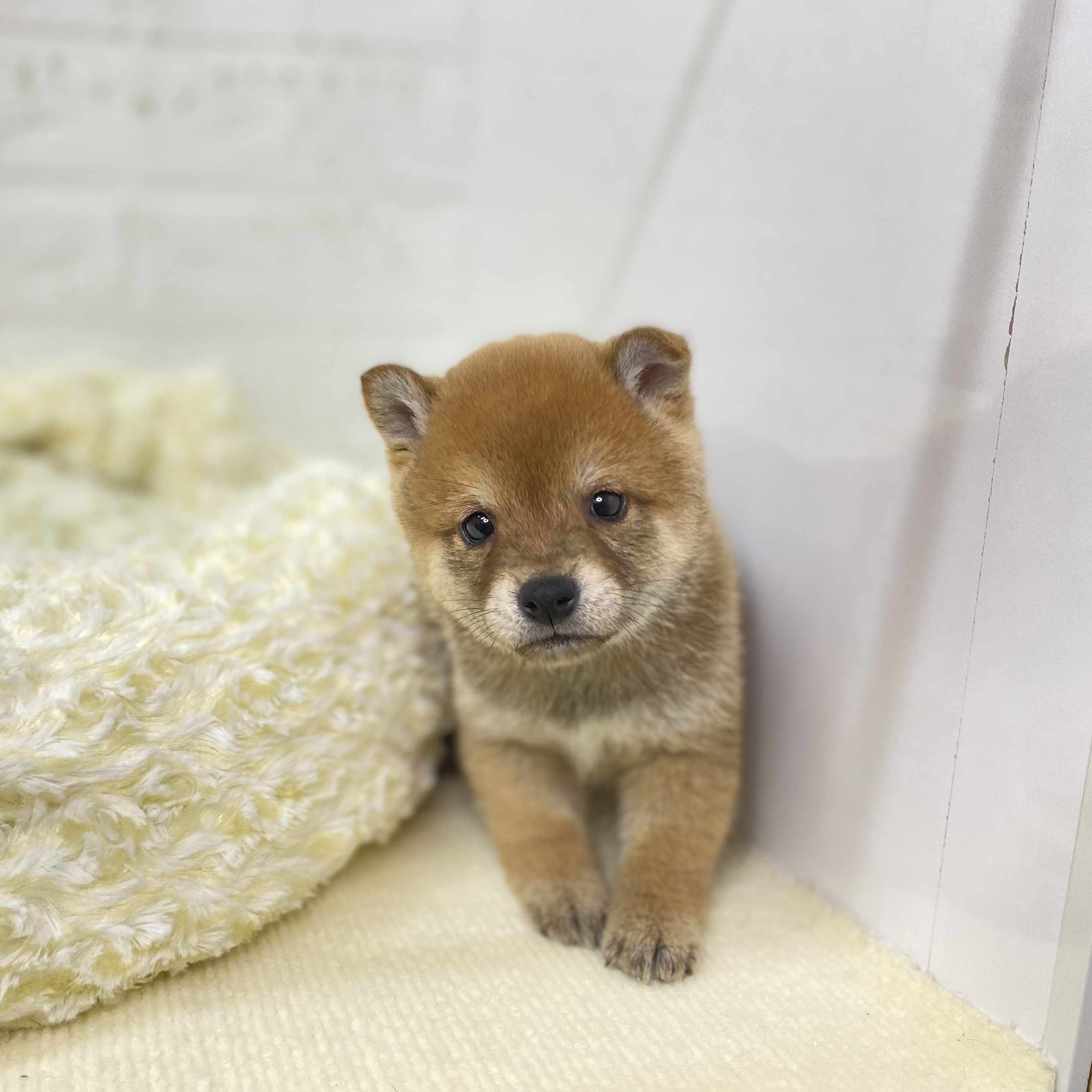 長野県の豆柴 (犬の家＆猫の里長野店/2025年9月23日生まれ/男の子/赤)の子犬の3枚目の画像