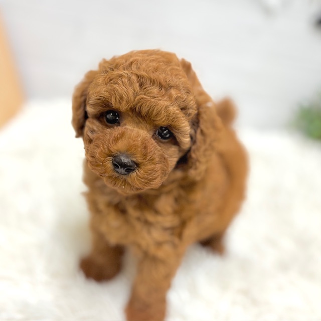 愛知県のトイプードル(トイ) (犬の家＆猫の里豊田店/2025年9月23日生まれ/女の子/レッド)の子犬の1枚目の画像