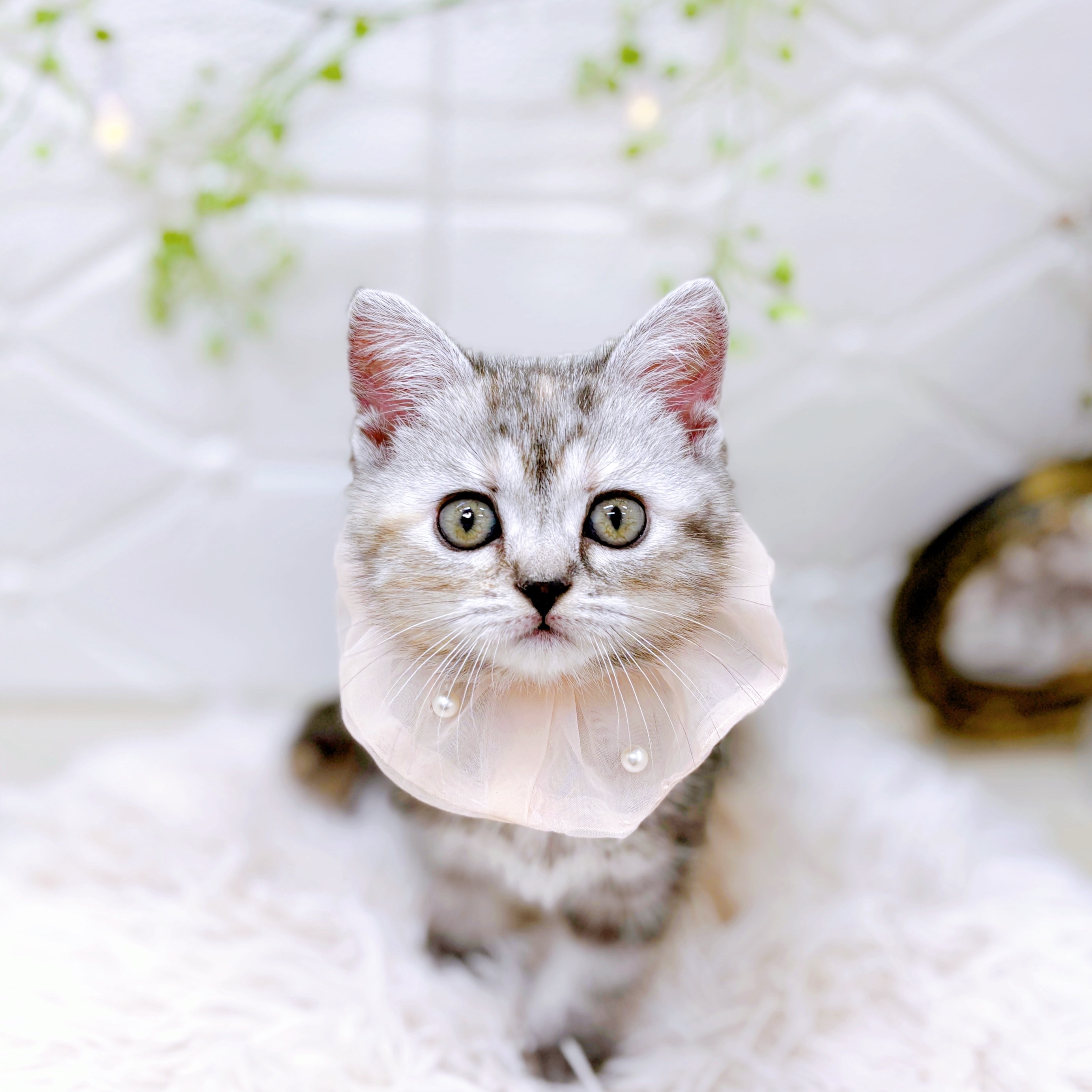 福井県のアメリカンショートヘアー (犬の家＆猫の里アミーゴ福井店/2025年9月21日生まれ/女の子/シルバーパッチドタビー)の子猫の3枚目の画像