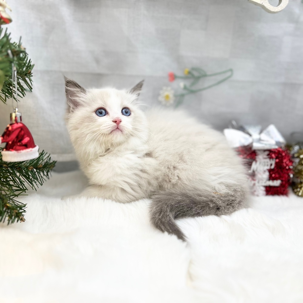 静岡県のラグドール (犬の家＆猫の里MEGAドン・キホーテ袋井店/2025年9月21日生まれ/女の子/ブルーポイントバイカラー)の子猫の3枚目の画像