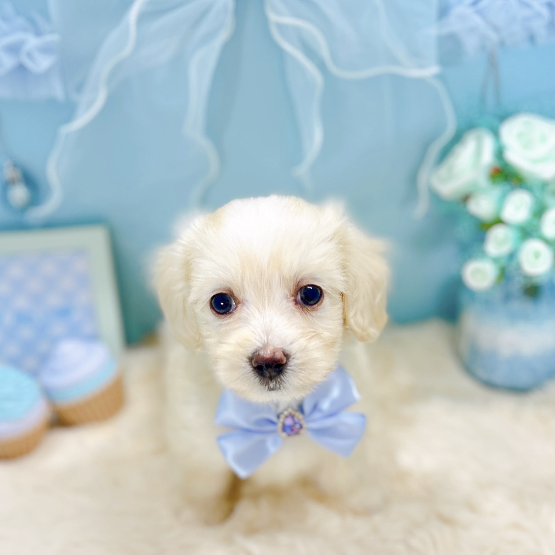 福井県のマルックス(マルチーズ×ダックス) (犬の家＆猫の里アミーゴ福井大和田店/2025年9月21日生まれ/男の子/クリーム)の子犬の3枚目の画像