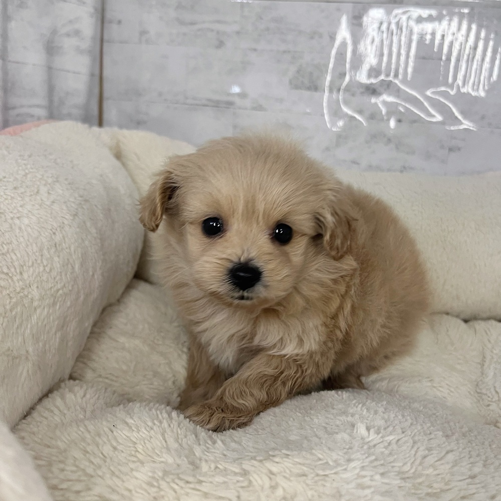 長野県のポメプー(ポメラニアン×プードル) (犬の家＆猫の里塩尻店/2025年9月22日生まれ/男の子/アプリコット)の子犬の3枚目の画像