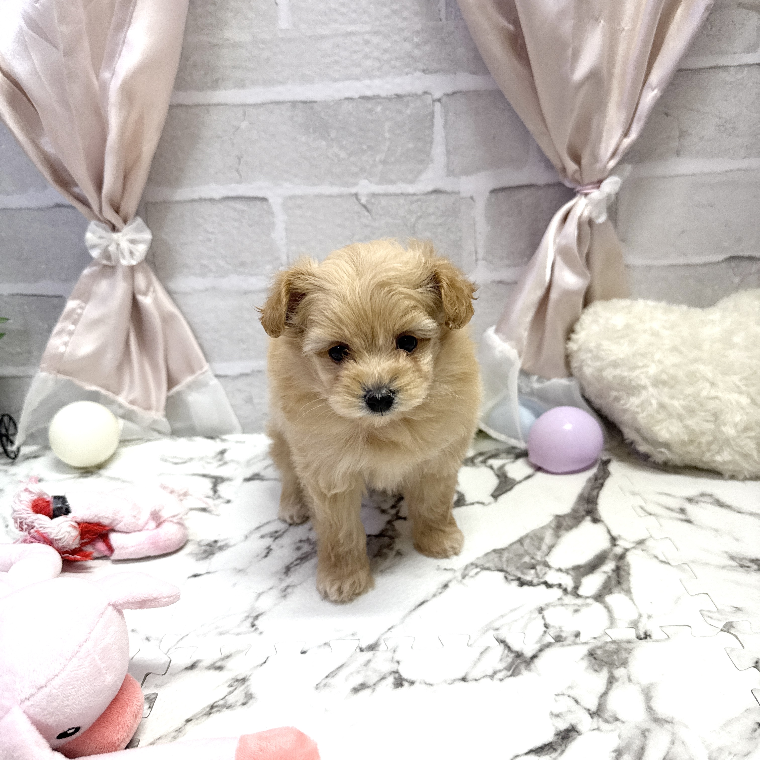 愛知県のポメプー(ポメラニアン×プードル) (犬の家＆猫の里岡崎店/2025年9月22日生まれ/女の子/アプリコット)の子犬の3枚目の画像