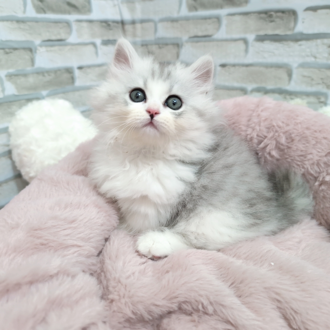 神奈川県のミヌエット (犬の家＆猫の里モザイクモール港北店/2025年9月22日生まれ/女の子/シルバータビーホワイト)の子猫の3枚目の画像