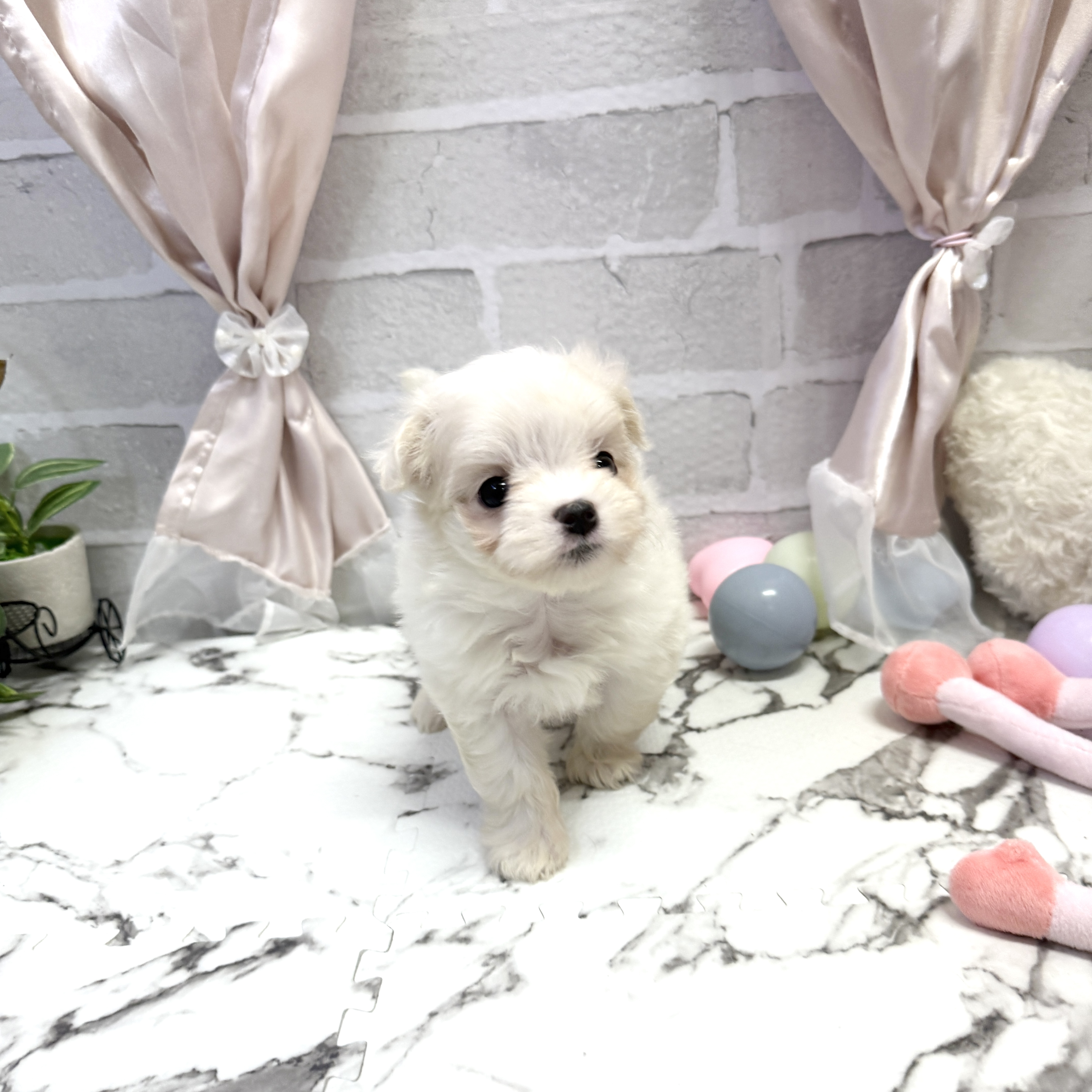 愛知県のマルチーズ (犬の家＆猫の里岡崎店/2025年9月23日生まれ/女の子/ホワイト)の子犬の3枚目の画像