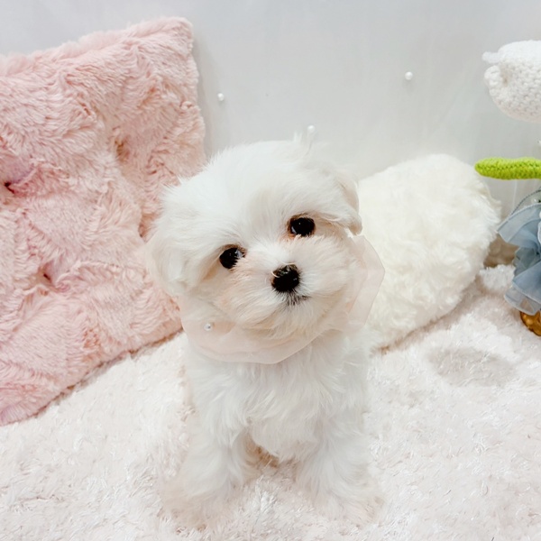 マルチーズ女の子の写真
