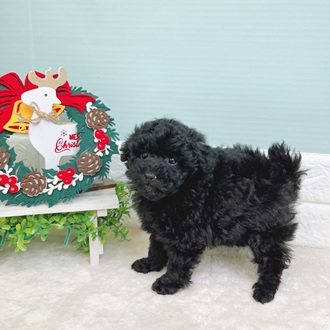 静岡県のトイプードル(トイ) (犬の家＆猫の里マークイズ静岡店/2025年9月22日生まれ/女の子/ブラック)の子犬の3枚目の画像