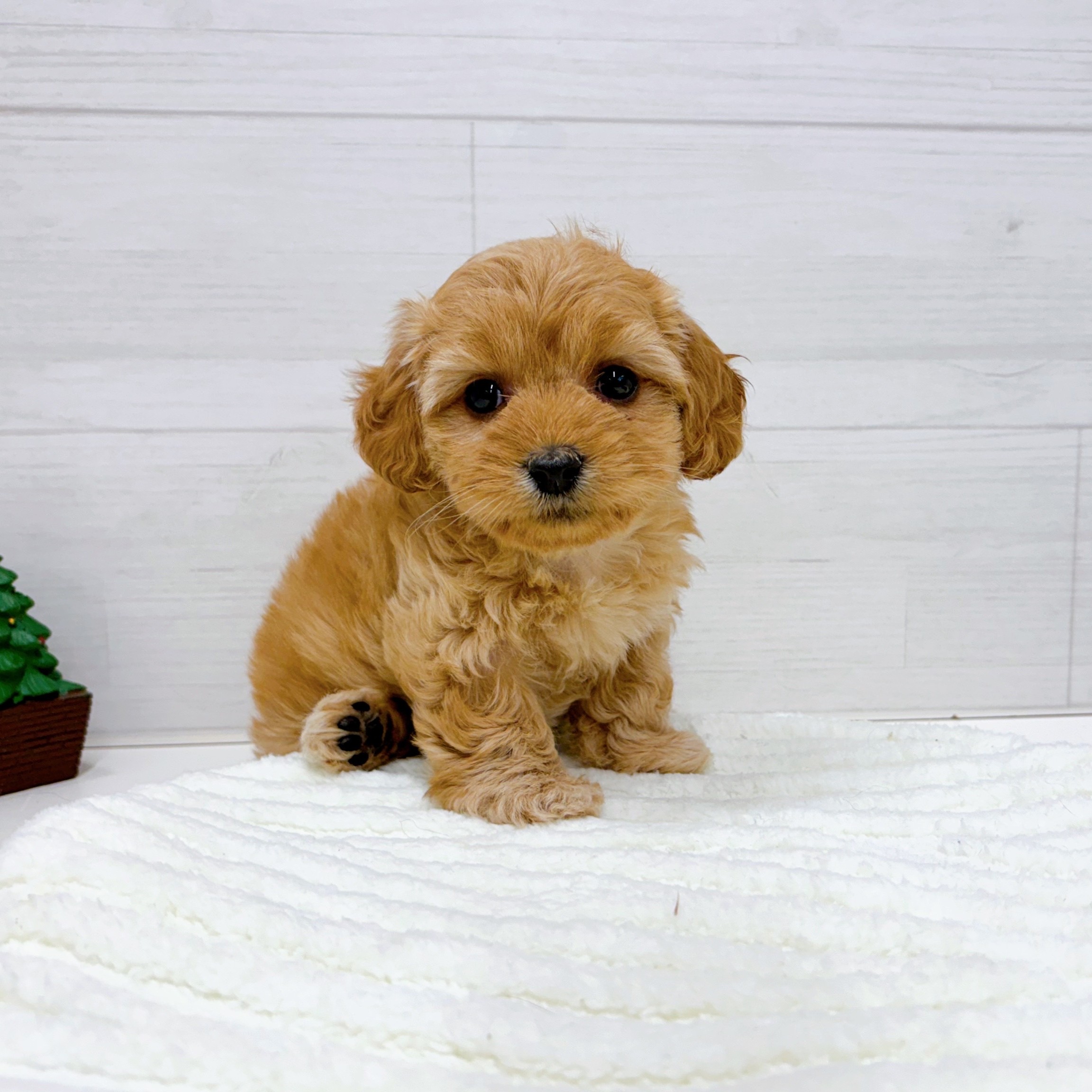 石川県のダップー(ダックス×プードル) (犬の家＆猫の里アミーゴ金沢おこばた店/2025年9月22日生まれ/女の子/アプリコット)の子犬の3枚目の画像