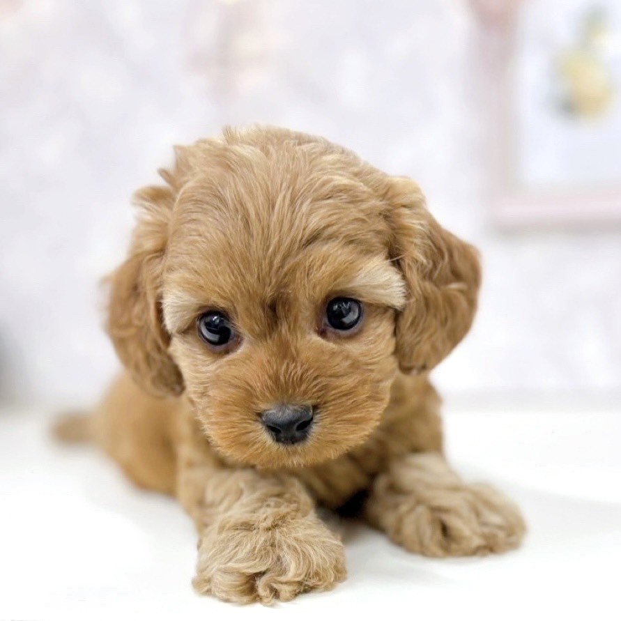 富山県のダップー(ダックス×プードル) (犬の家＆猫の里アミーゴ高岡蓮花寺店/2025年9月22日生まれ/男の子/アプリコット)の子犬の3枚目の画像