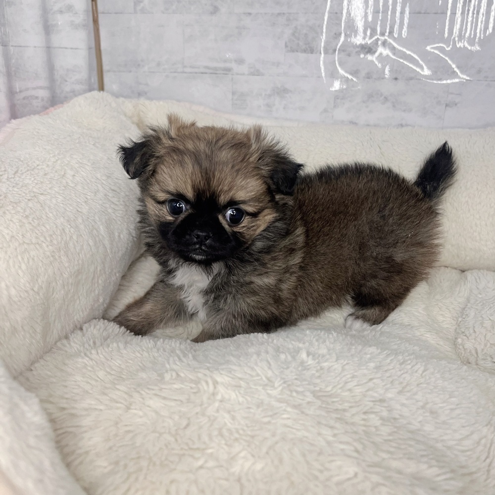 長野県のチワペキ/ペキチー/ペキチワ(チワワ×ペキニーズ) (犬の家＆猫の里塩尻店/2025年9月22日生まれ/女の子/フォーンホワイト)の子犬の3枚目の画像