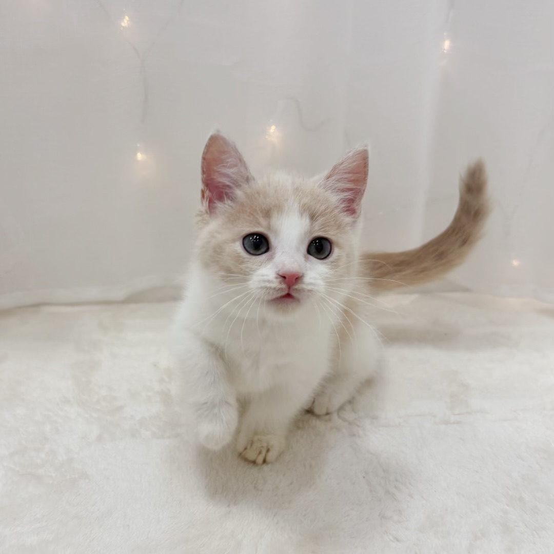 千葉県のマンチカン (犬の家＆猫の里BIGHOPガーデンモール印西店/2025年9月20日生まれ/女の子/クリームタビーホワイト)の子猫の3枚目の画像