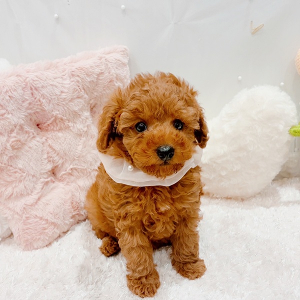 福井県のトイプードル(トイ) (犬の家＆猫の里福井店/2025年9月23日生まれ/女の子/レッド)の子犬の1枚目の画像