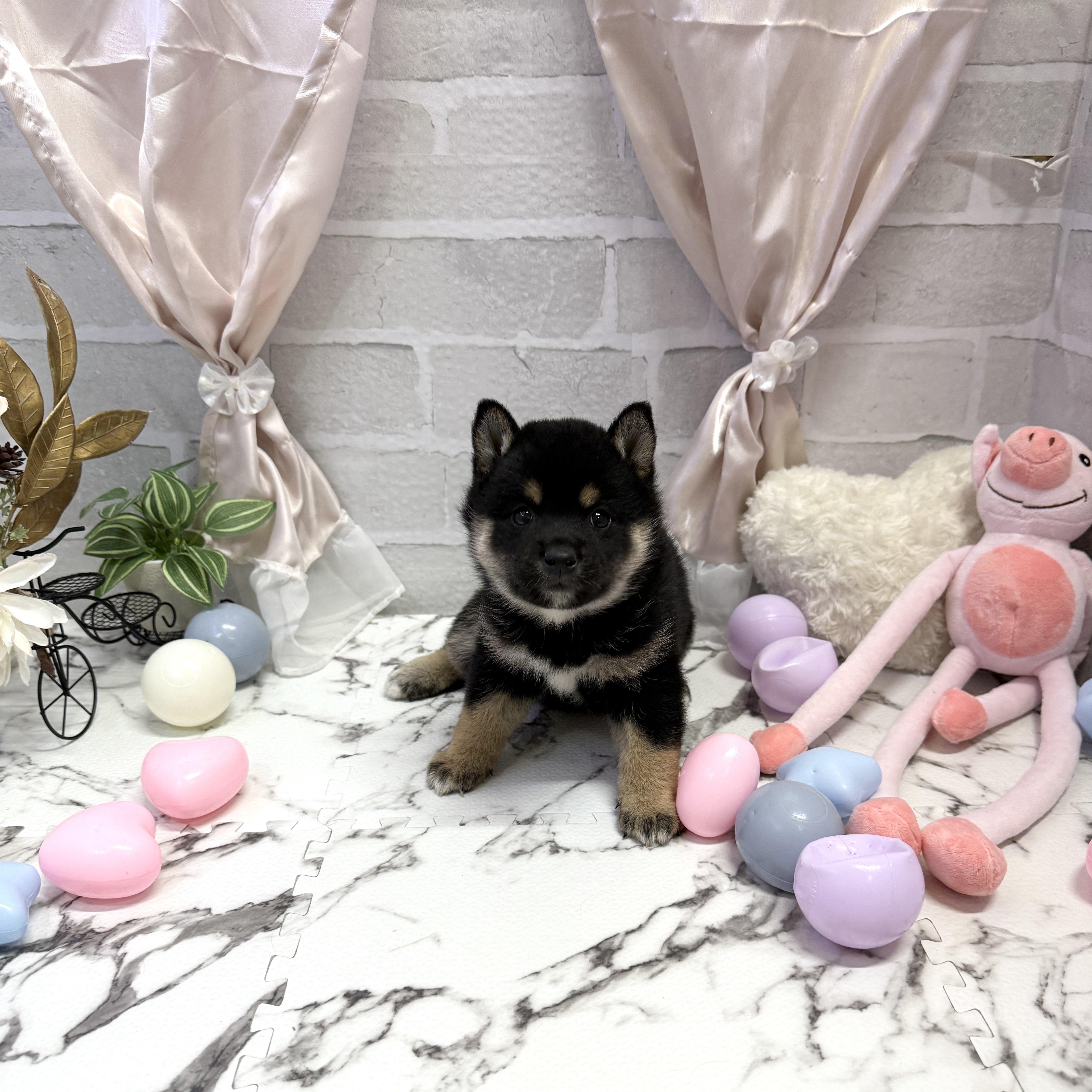 愛知県の柴犬(標準サイズ) (犬の家＆猫の里岡崎店/2025年9月23日生まれ/女の子/黒)の子犬の3枚目の画像