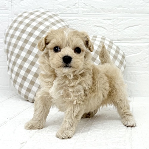 愛知県のマルプー(マルチーズ×プードル) (犬の家＆猫の里豊川インター店/2025年9月22日生まれ/男の子/アプリコット)の子犬の3枚目の画像