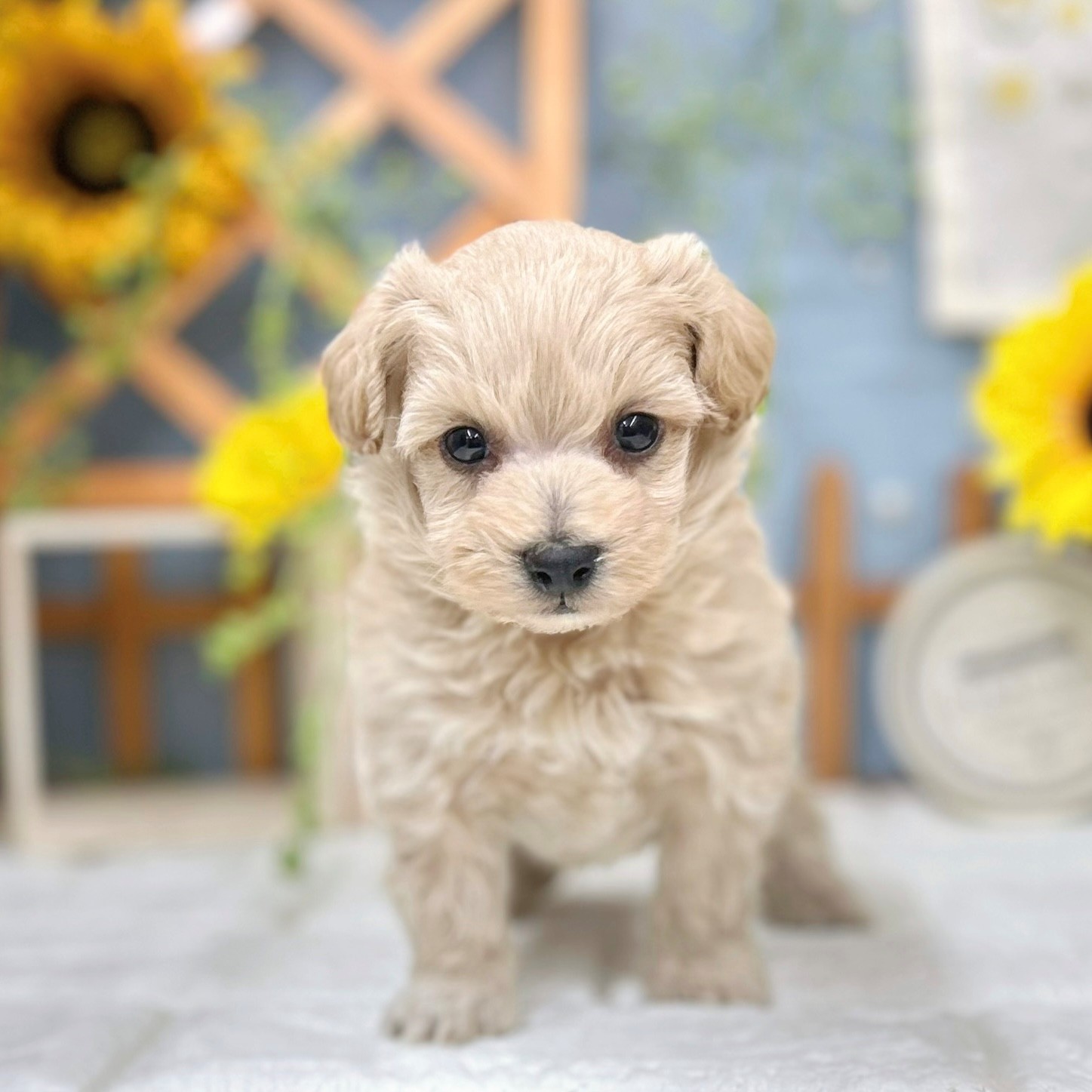 千葉県のマルプー(マルチーズ×プードル) (犬の家＆猫の里ワンズモール稲毛店/2025年9月22日生まれ/男の子/アプリコット)の子犬の3枚目の画像