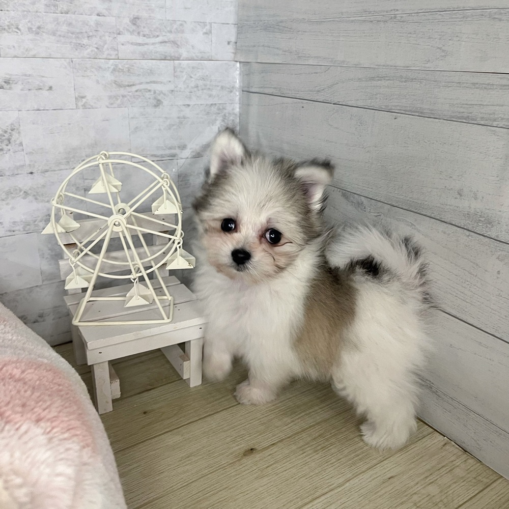 長野県のポメマル/マルポメ(ポメラニアン×マルチーズ) (犬の家＆猫の里塩尻店/2025年9月22日生まれ/男の子/パーティーカラー)の子犬の3枚目の画像