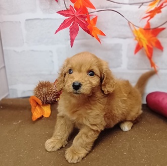 静岡県のダップー(ダックス×プードル) (犬の家＆猫の里プレ葉ウォーク浜北店/2025年9月21日生まれ/女の子/レッド)の子犬の3枚目の画像