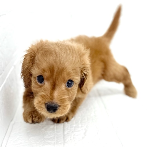 愛知県のダップー(ダックス×プードル) (犬の家＆猫の里豊川インター店/2025年9月21日生まれ/男の子/レッド)の子犬の3枚目の画像