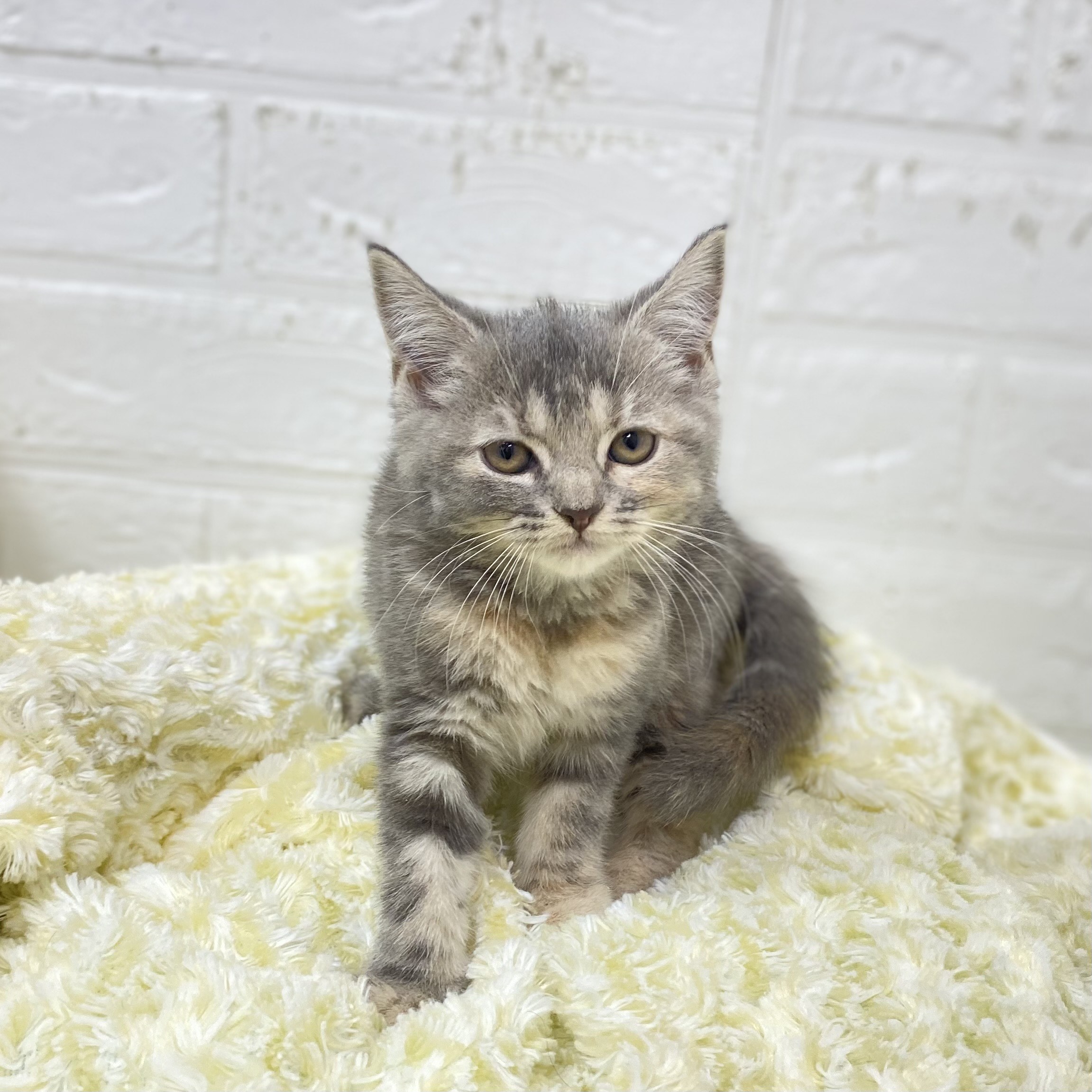 長野県のスコティッシュストレート (犬の家＆猫の里長野店/2025年9月23日生まれ/女の子/ブルーパッチドタビー)の子猫の3枚目の画像