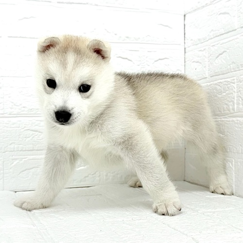 愛知県のシベリアンハスキー (犬の家＆猫の里豊川インター店/2025年9月22日生まれ/女の子/シルバーホワイト)の子犬の3枚目の画像