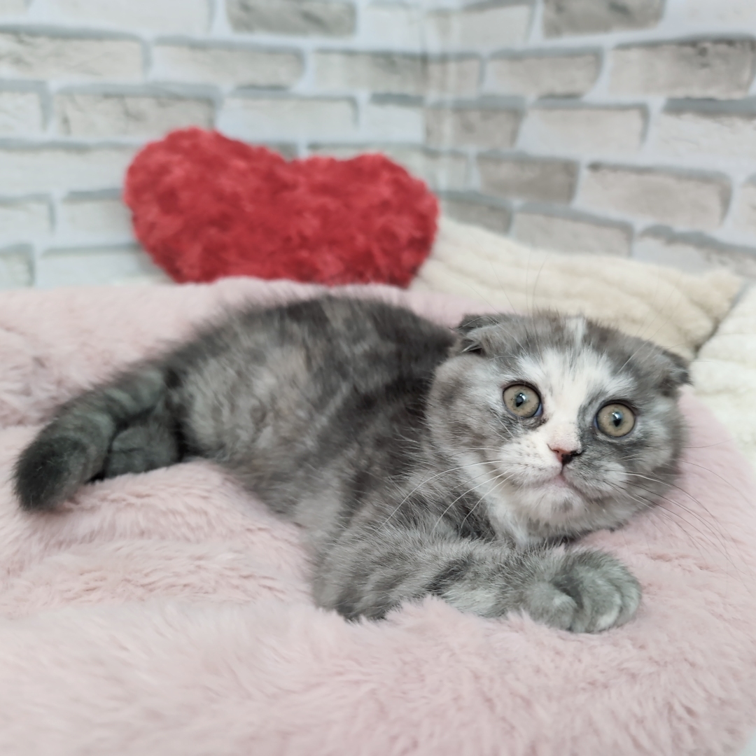 神奈川県のスコティッシュフォールド (犬の家＆猫の里モザイクモール港北店/2025年9月21日生まれ/女の子/シルバーパッチドタビー)の子猫の3枚目の画像