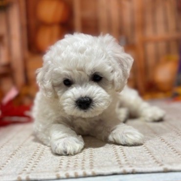 福岡県のビションフリーゼ (犬の家＆猫の里トリアス久山店/2025年9月23日生まれ/男の子/ホワイト)の子犬の3枚目の画像