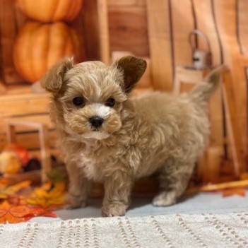 福岡県のマルプー(マルチーズ×プードル) (犬の家＆猫の里トリアス久山店/2025年9月21日生まれ/女の子/アプリコット)の子犬の3枚目の画像