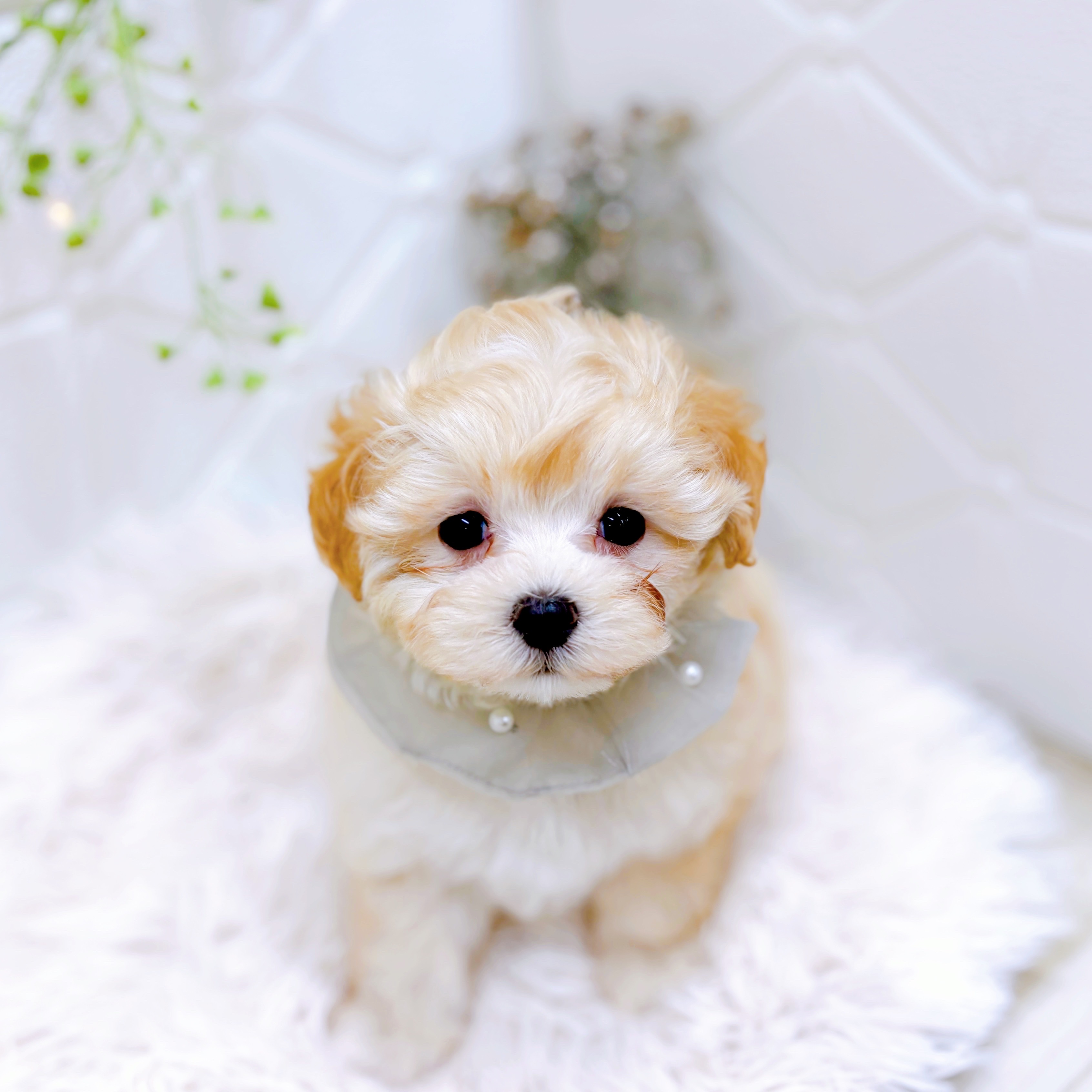 福井県のマルプー(マルチーズ×プードル) (犬の家＆猫の里アミーゴ福井店/2025年9月23日生まれ/男の子/クリームホワイト)の子犬の3枚目の画像