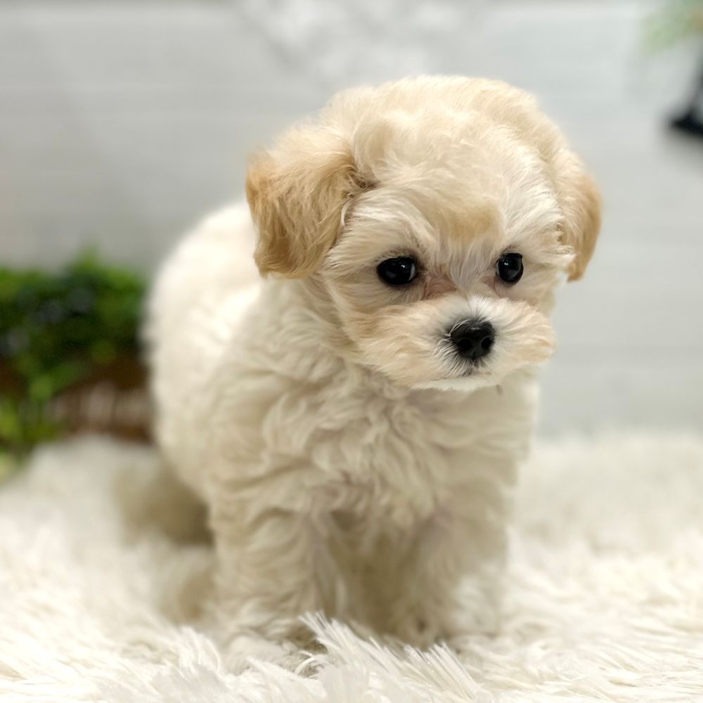 愛知県のマルプー(マルチーズ×プードル) (犬の家＆猫の里豊田店/2025年9月23日生まれ/女の子/ホワイトクリーム)の子犬の3枚目の画像
