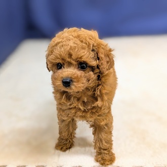 愛知県のトイプードル(トイ) (犬の家＆猫の里一宮店/2025年9月20日生まれ/女の子/レッド)の子犬の3枚目の画像