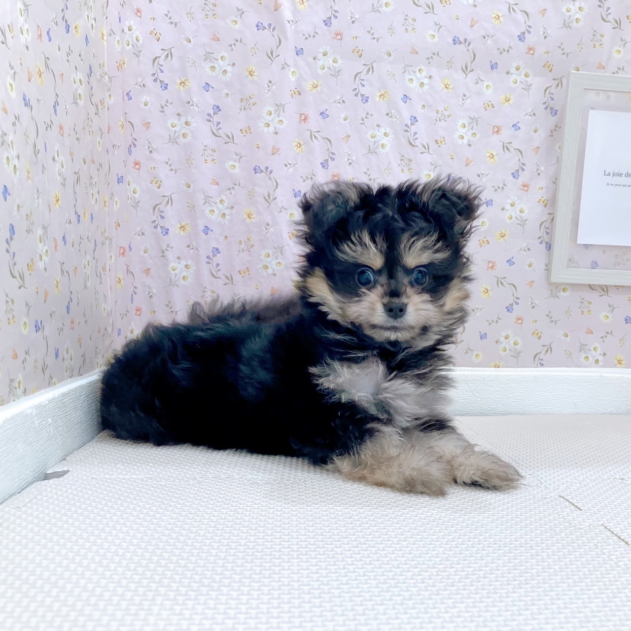 石川県のポメマル/マルポメ(ポメラニアン×マルチーズ) (犬の家＆猫の里金沢店/2025年9月23日生まれ/男の子/ブラックタン)の子犬の3枚目の画像