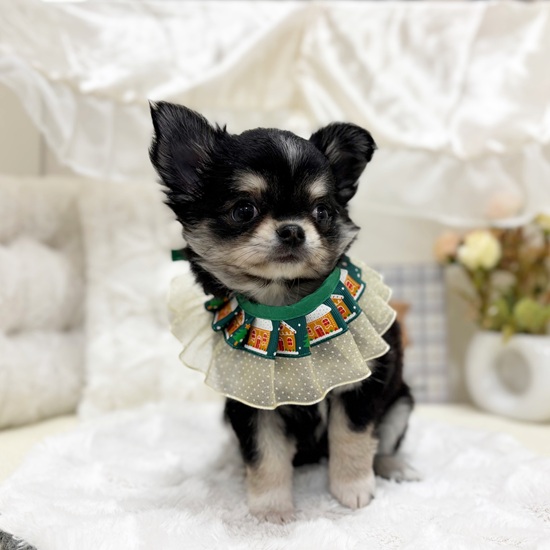 岐阜県のチワワ(ロング) (犬の家＆猫の里カラフルタウン岐阜店/2025年9月19日生まれ/女の子/ブラッククリームホワイト)の子犬の3枚目の画像