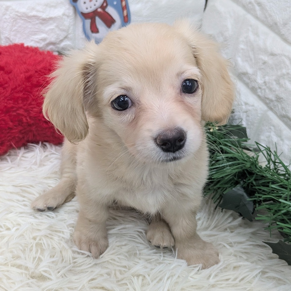 愛知県のチワックス(チワワ×ダックス) (犬の家＆猫の里MEGAドン・キホーテ東海名和店/2025年9月22日生まれ/女の子/クリーム)の子犬の3枚目の画像