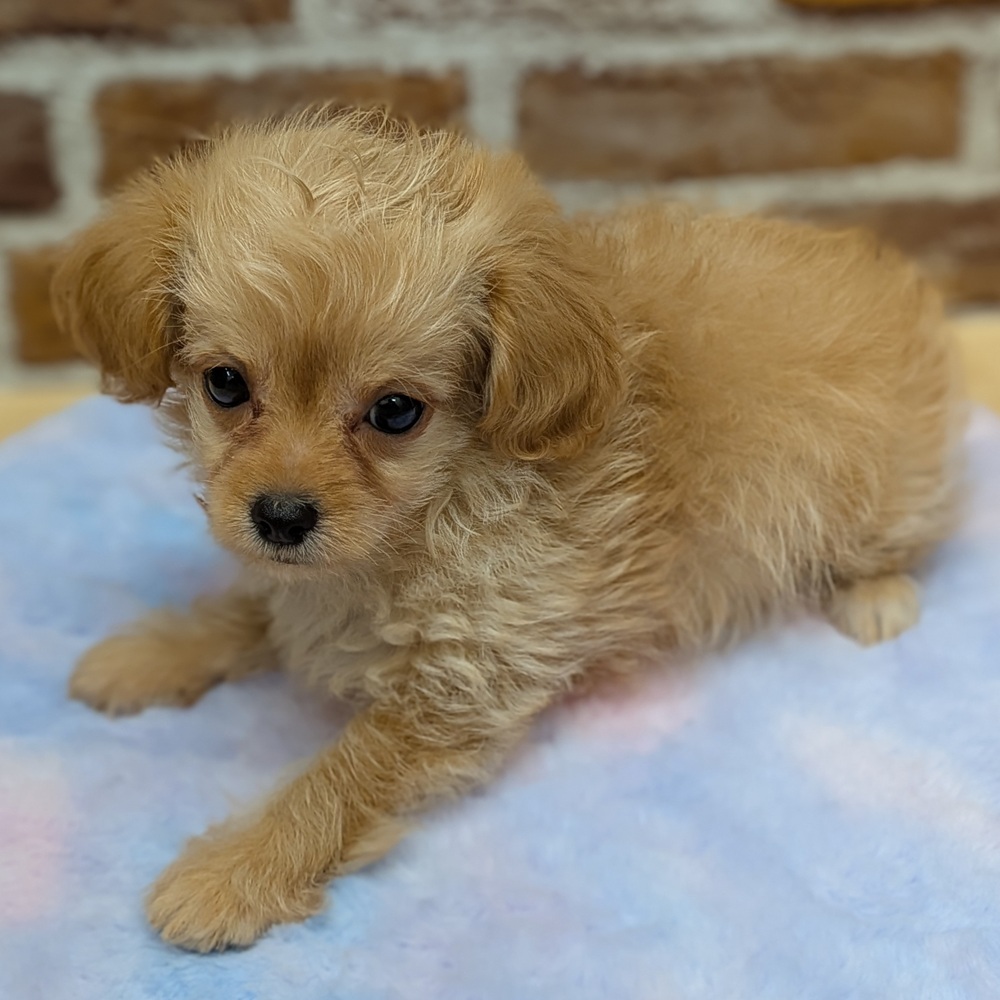 愛知県のチワプー/プーチー(チワワ×プードル) (犬の家＆猫の里七宝店/2025年9月23日生まれ/男の子/クリーム)の子犬の3枚目の画像