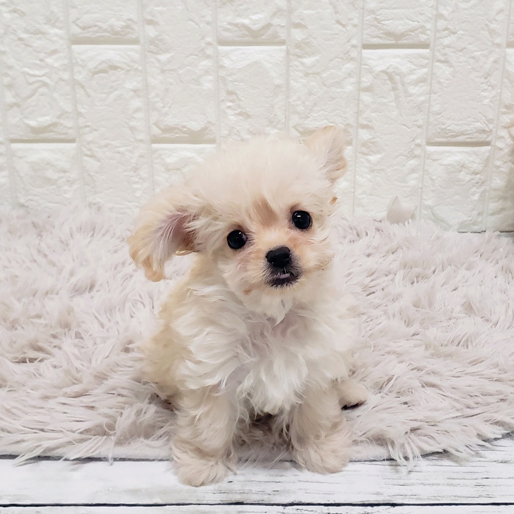 岡山県のチワプー/プーチー(チワワ×プードル) (犬の家＆猫の里岡山店/2025年9月23日生まれ/男の子/クリーム)の子犬の3枚目の画像
