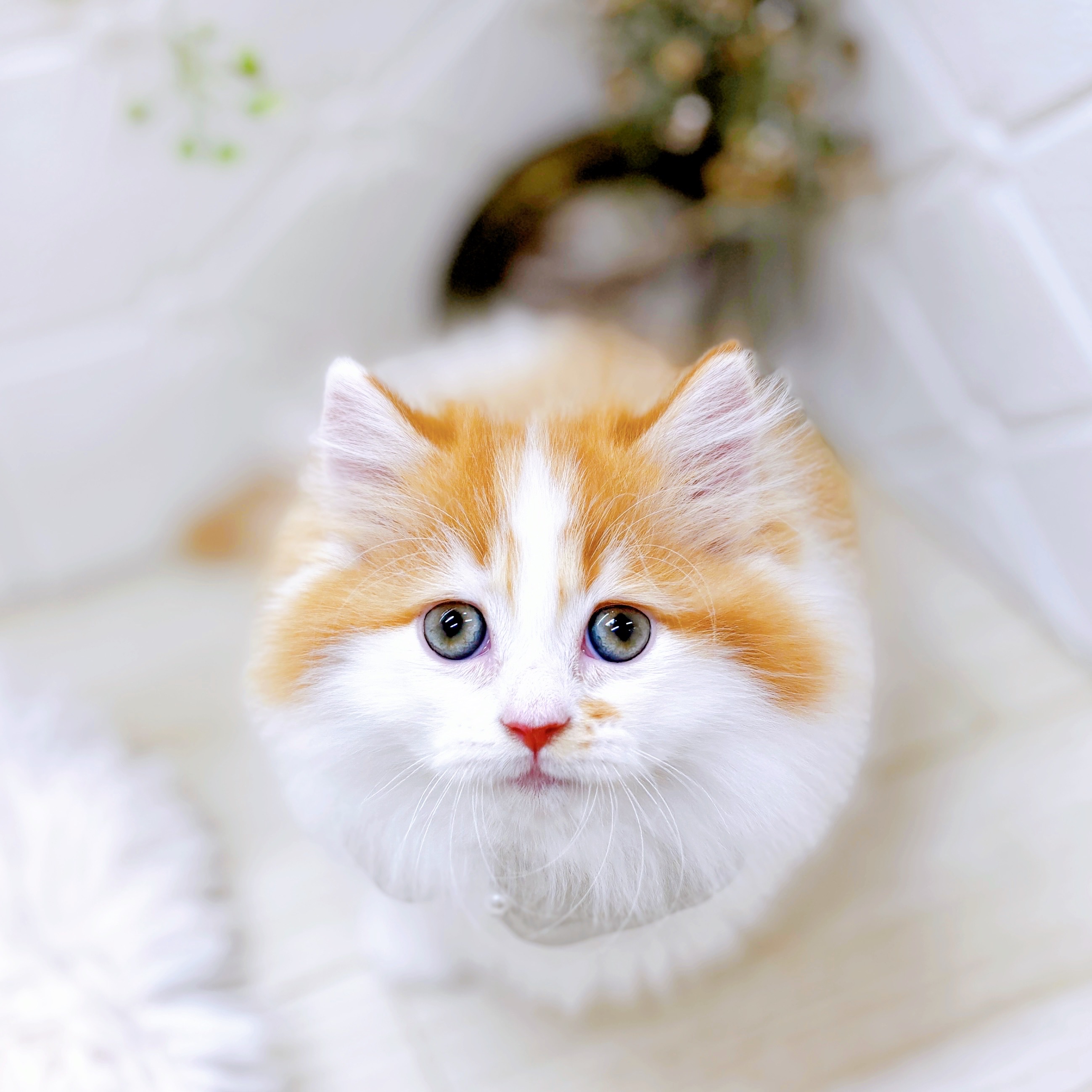 福井県のミヌエット (犬の家＆猫の里アミーゴ福井店/2025年9月23日生まれ/男の子/レッドタビーホワイト)の子猫の3枚目の画像