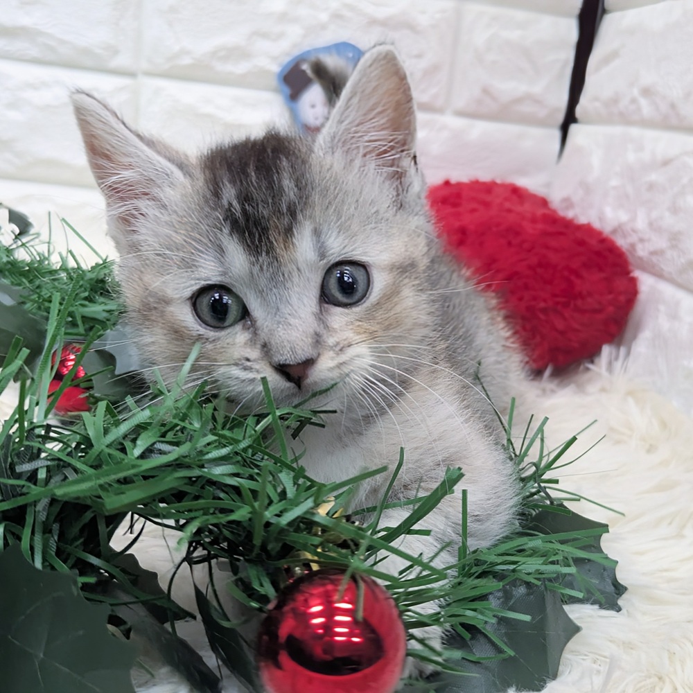 愛知県のマンチカン (犬の家＆猫の里MEGAドン・キホーテ東海名和店/2025年9月24日生まれ/女の子/シルバーパッチドタビーホワイト)の子猫の3枚目の画像