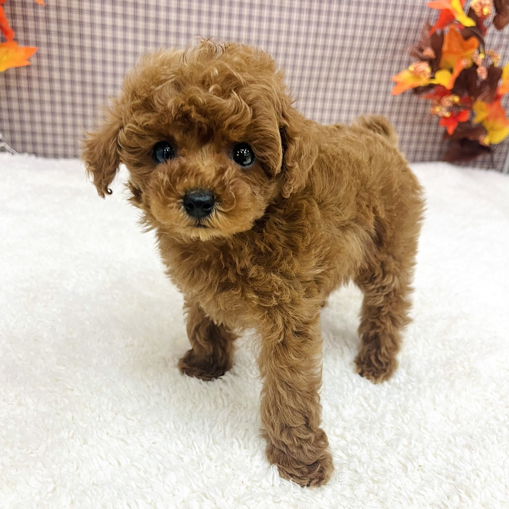 愛知県のトイプードル(タイニー) (犬の家＆猫の里エアポートウォーク店/2025年9月24日生まれ/男の子/レッド)の子犬の3枚目の画像