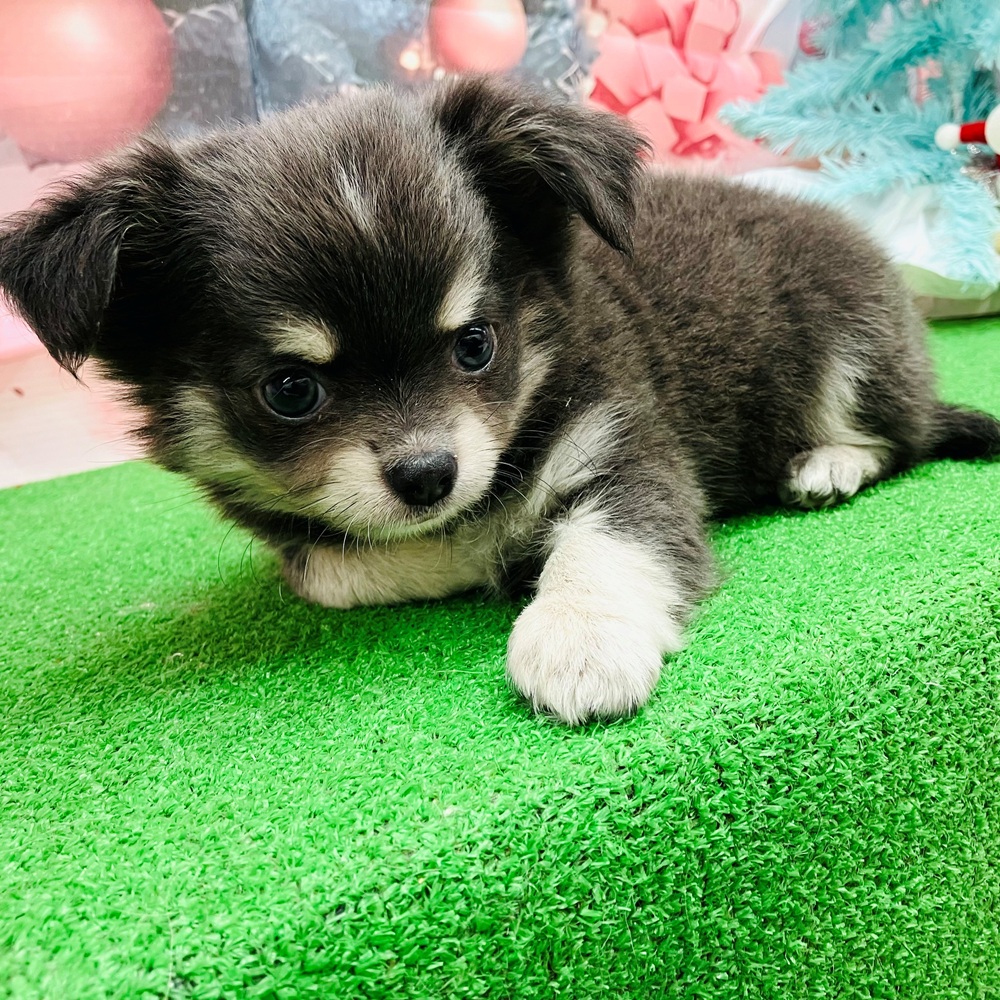 愛知県のチワワ(ロング) (犬の家＆猫の里名古屋天白店/2025年9月24日生まれ/男の子/ブルークリーム)の子犬の3枚目の画像