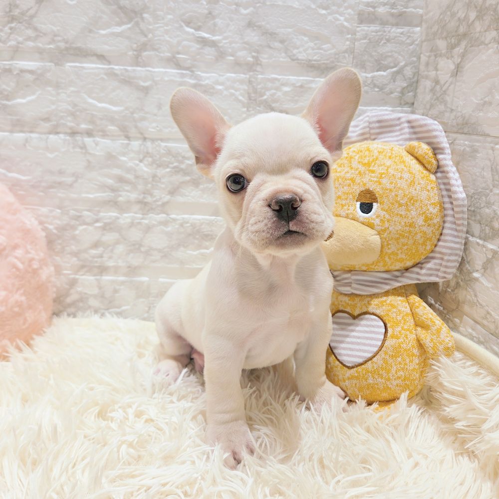 愛知県のフレンチブルドッグ (犬の家＆猫の里MiO香久山店/2025年9月24日生まれ/男の子/クリーム)の子犬の3枚目の画像